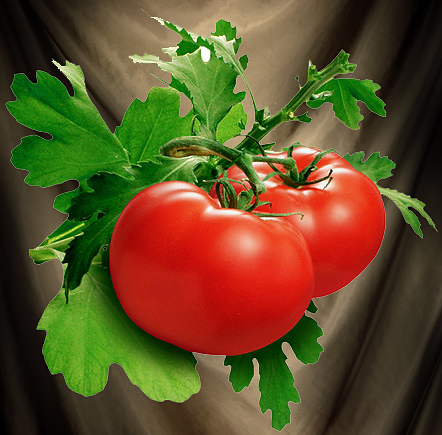 tamato_PNG1380822163