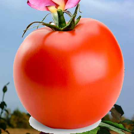 tamato_PNG1380822201