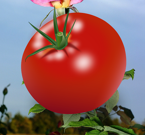 tamato_PNG1380822217