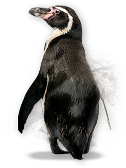 pinguin_PNG14