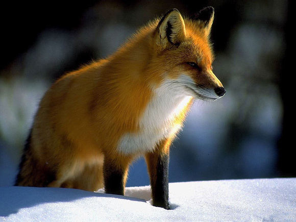 fox12_1600x1200
