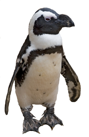 pinguin_PNG16