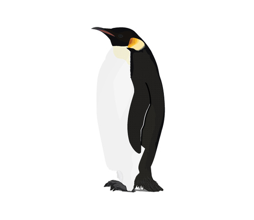 pinguin_PNG10